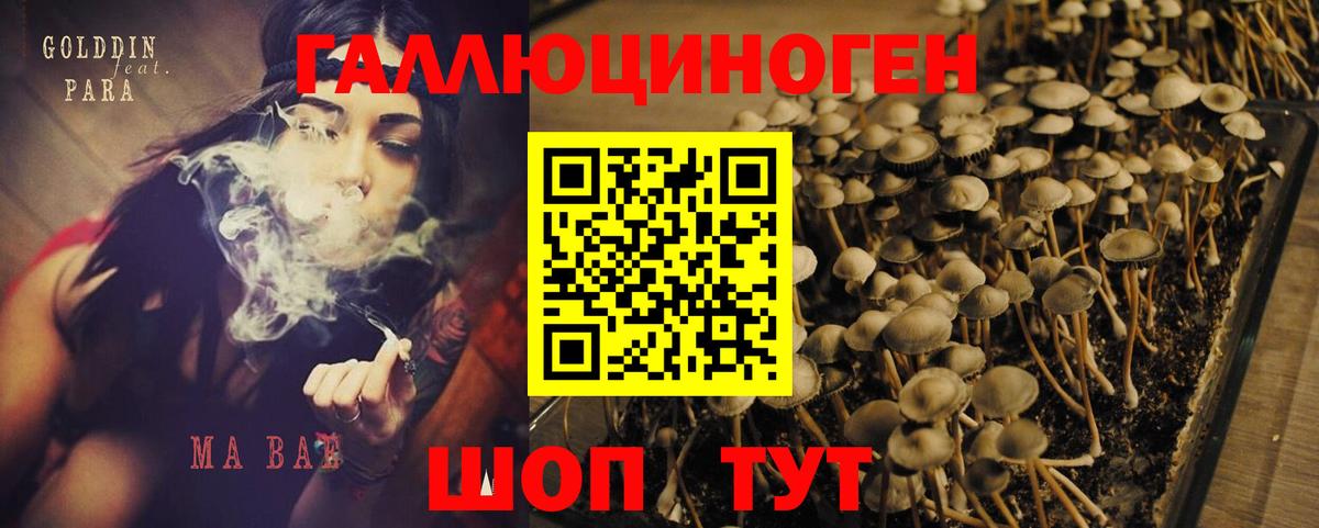 Галлюциногенные грибы Psilocybe Волхов