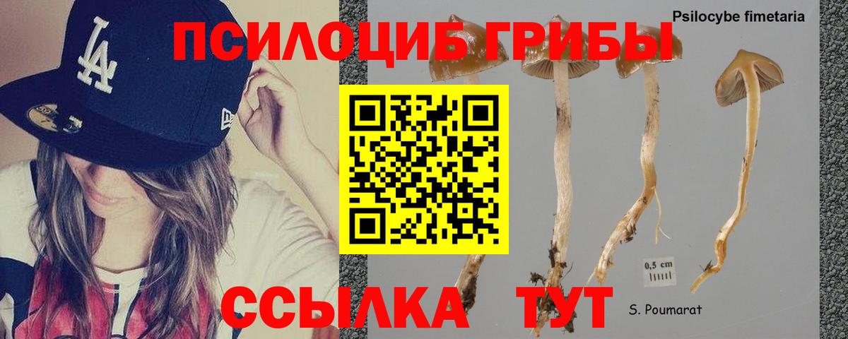 Волхов  Псилоцибиновые грибы ЛСД  Псилоцибиновые грибы MAGIC MUSHROOMS  Вход с VPN 